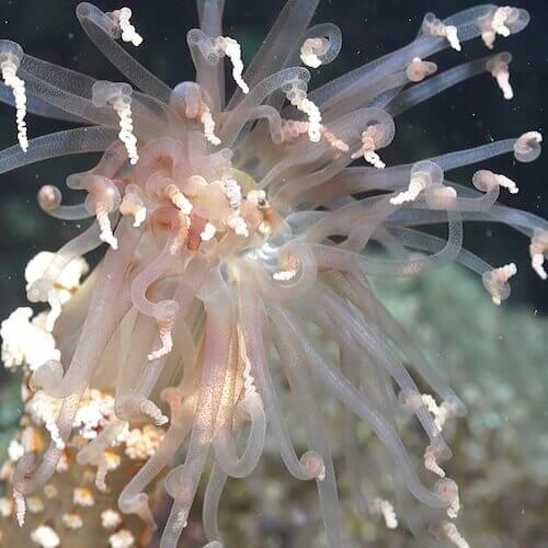 Wunderanemone