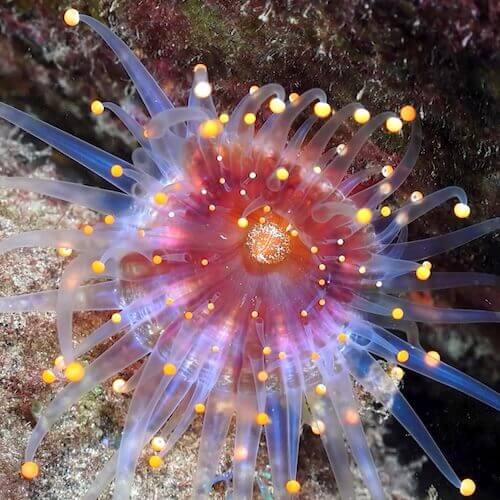 Karibische Korallenanemone