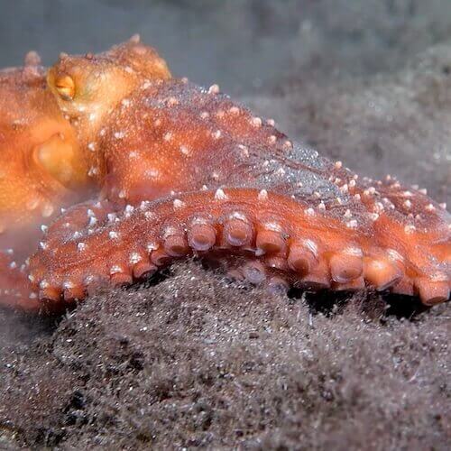 Weißgefleckter Oktopus