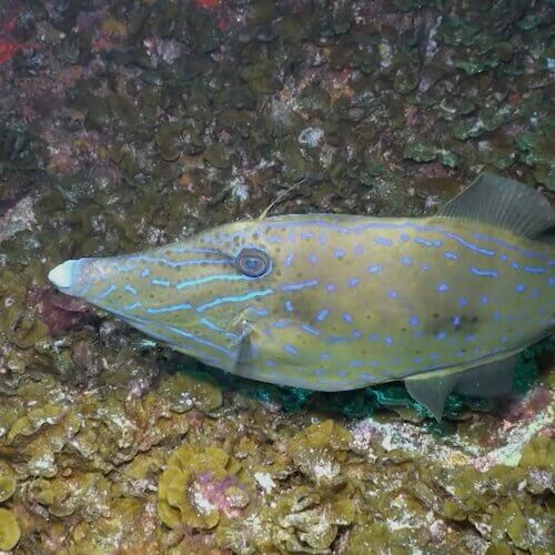 Schrift-Feilenfisch