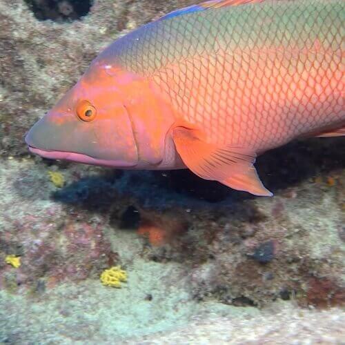 Roter Schweinslippenfisch