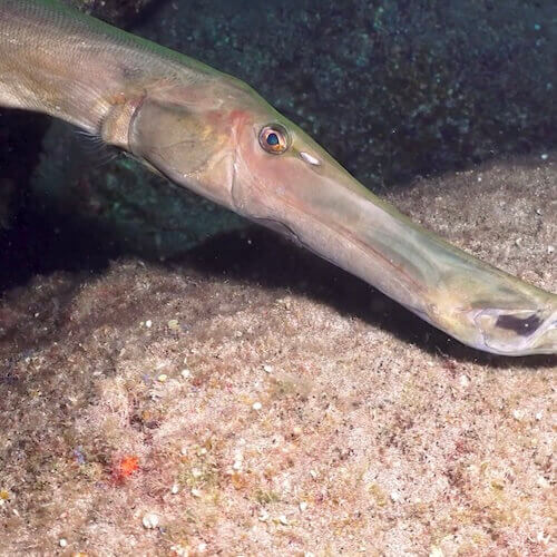 Ostatlantischer Trompetenfisch