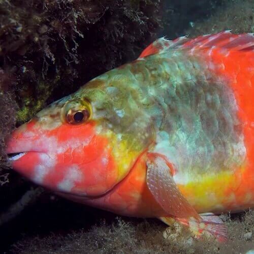 Europäischer Papageienfisch
