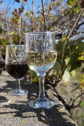 20240829FiestadelaVendimiaMerese