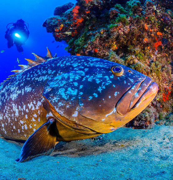 Aquatis Diving Center - listado