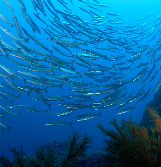 Tenerife Buceo - listado