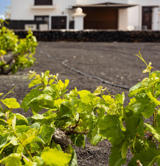 Bodega Tierra de Volcanes