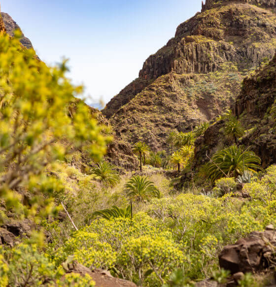 Sendero a la cascada en el barranco de Arure
