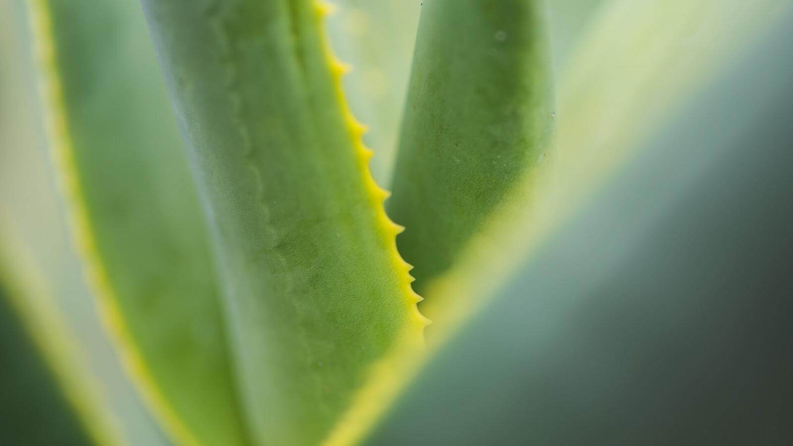 Aloe vera von den Kanarischen Inseln | Hallo Kanarische Inseln