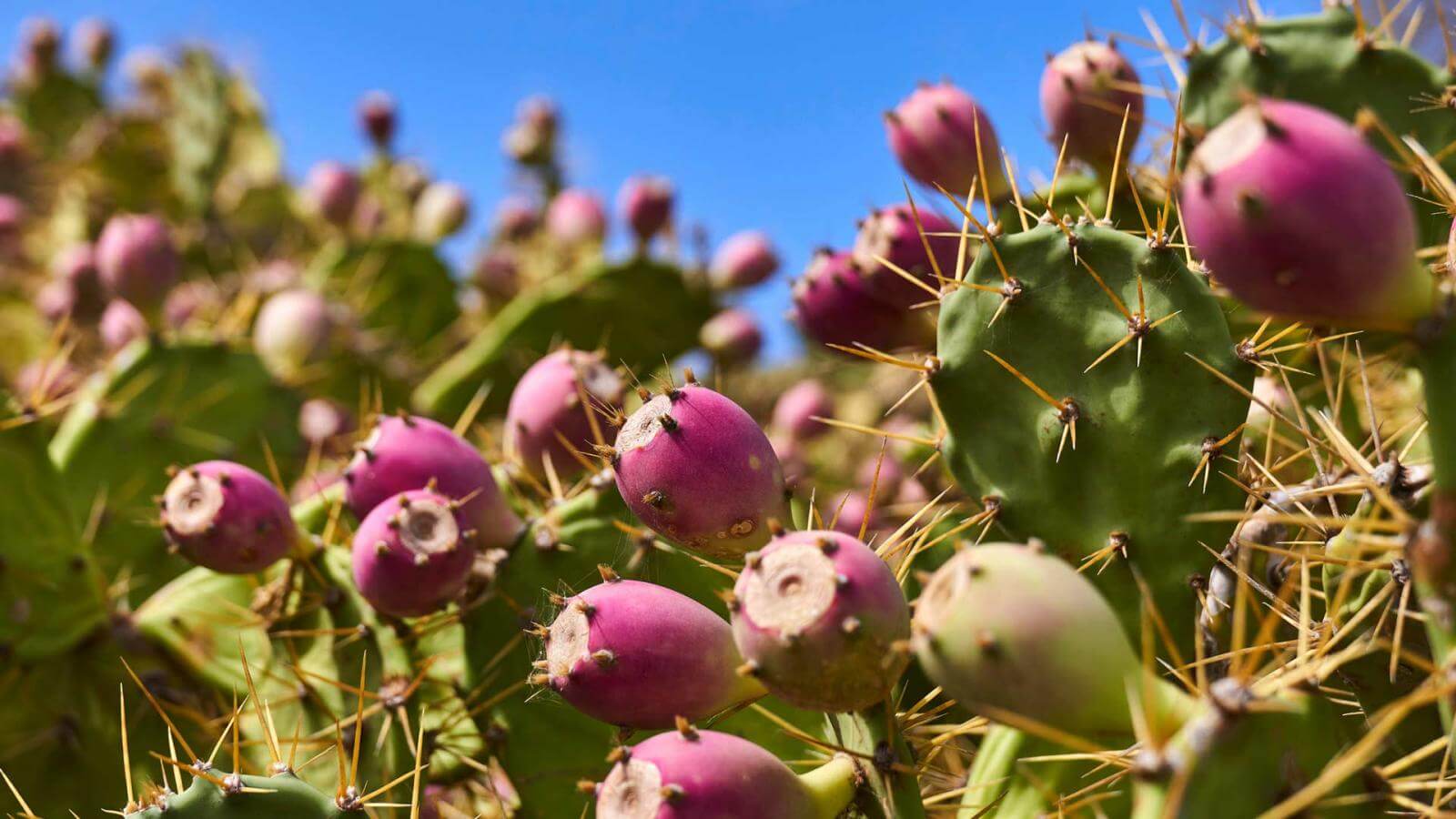 Feigenkaktus (Opuntia dillenii) | Hallo Kanarische Inseln