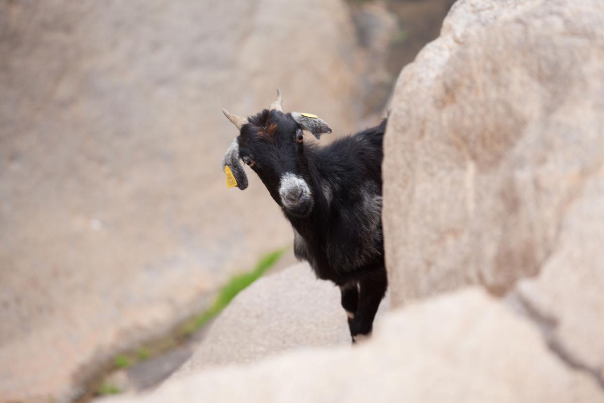 Cabras