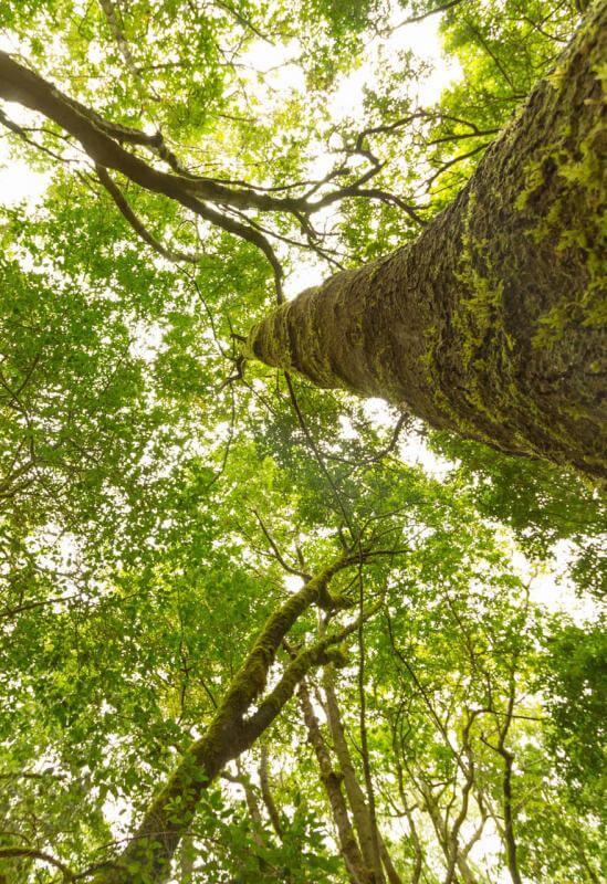 Bosque-del-Cedro-La-Gomera