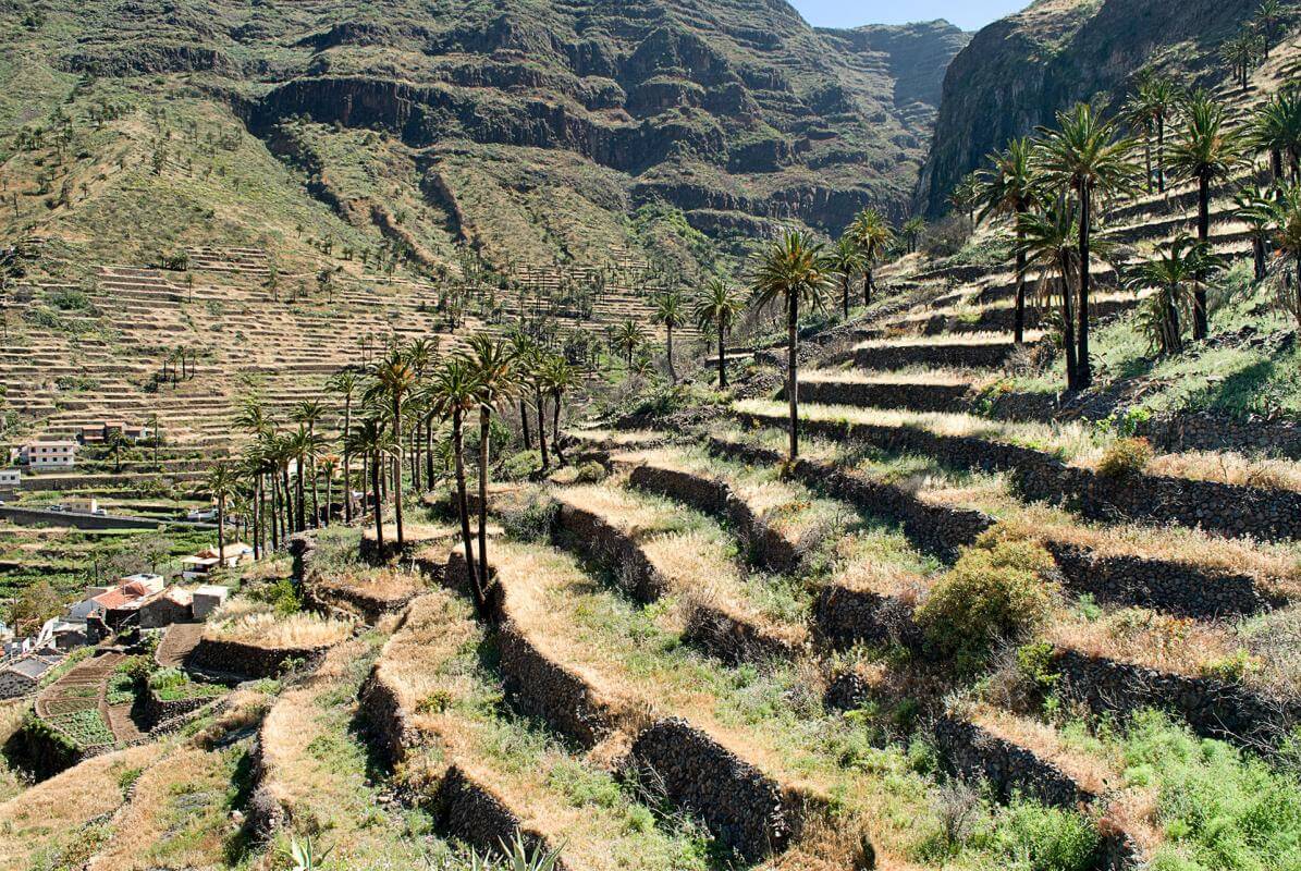 La Gomera. Sendero Cercado - Valle Gran Rey. Viñedos.