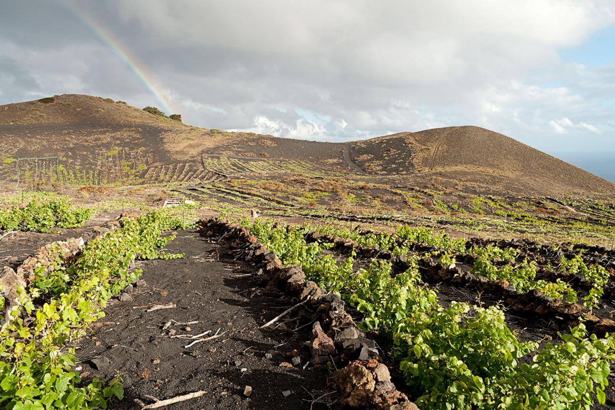 La Palma. Fuencaliente. Viñedo