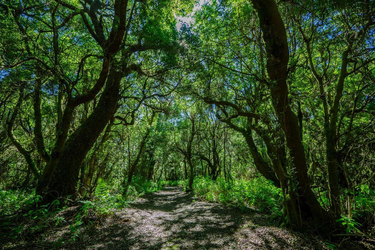 El Hierro. Sendero de la Llanía