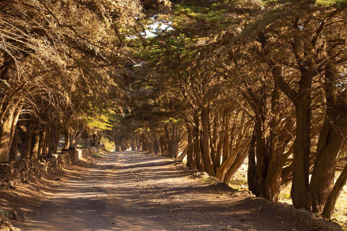 La Dehesa - El Sabinar. El Hierro.