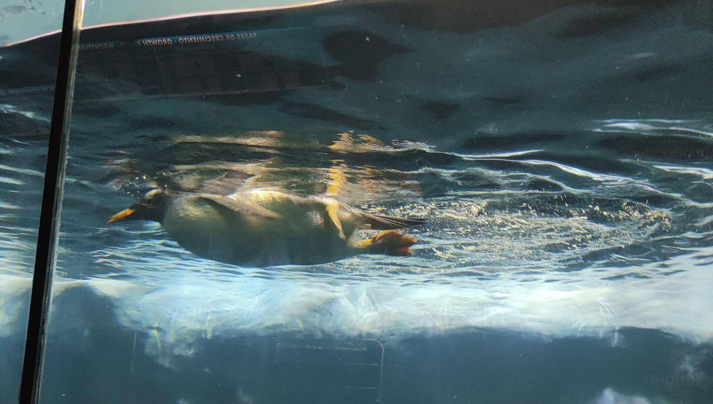 Loro Parque Animal Embassy. Tenerife.