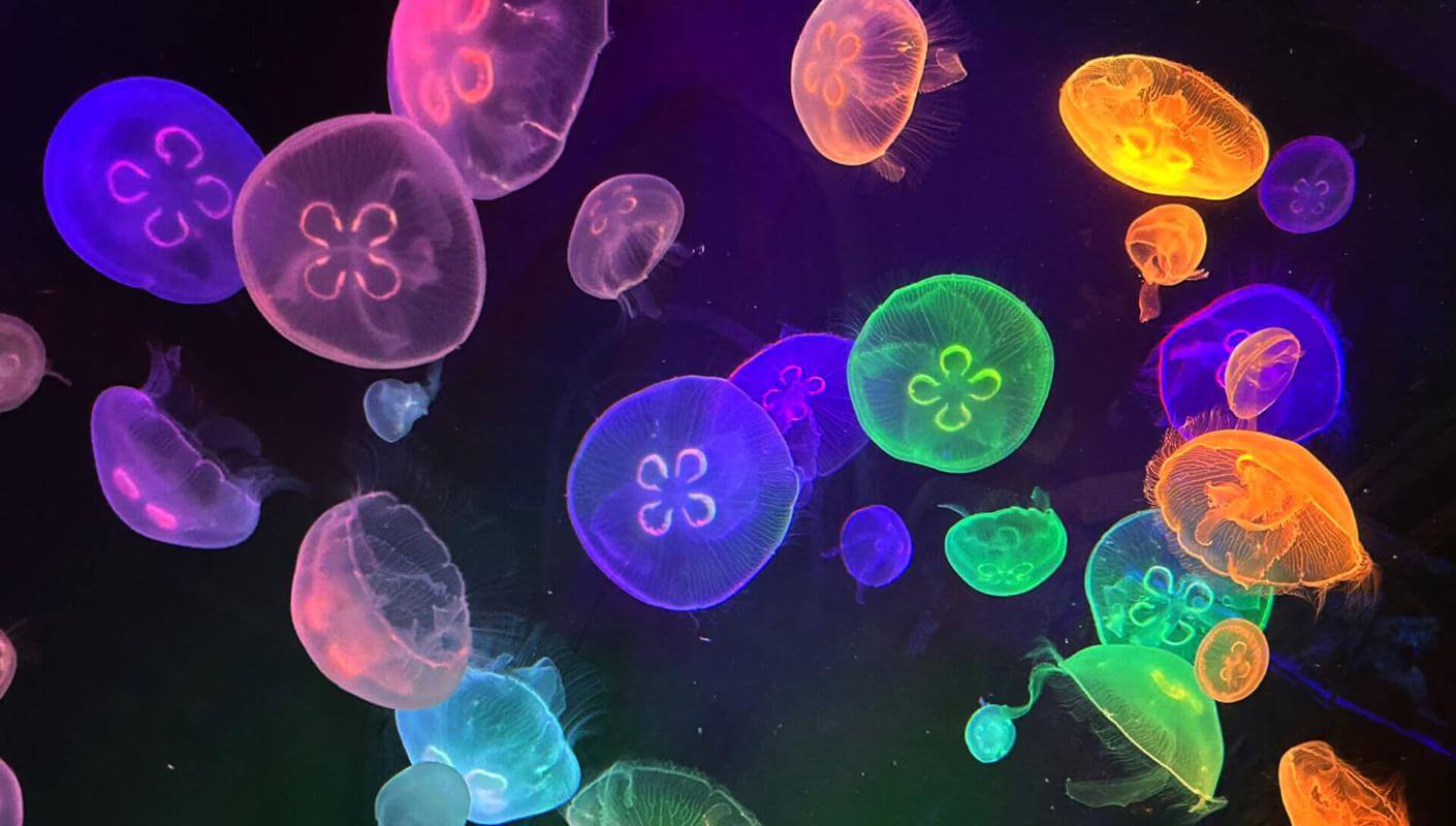 Aquario Poema del Mar, Gran Canaria