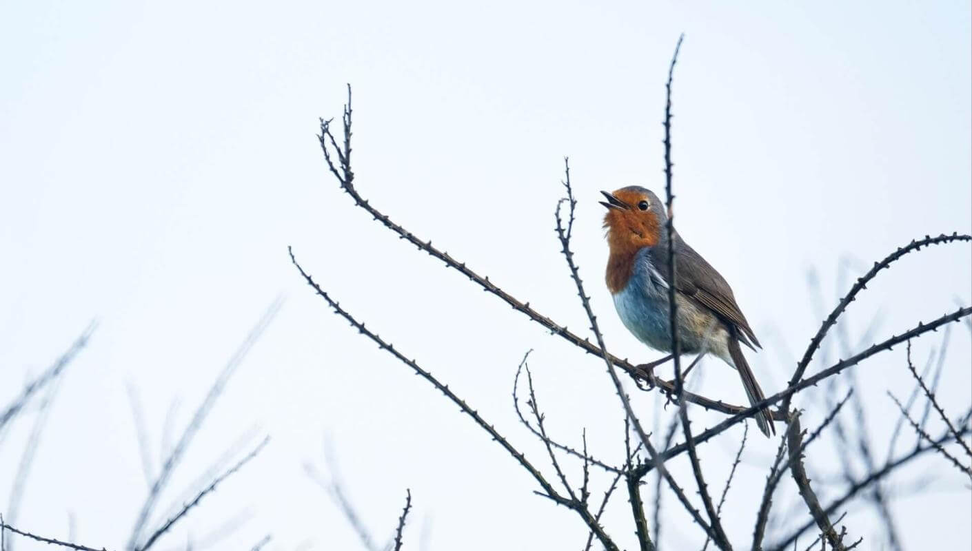 Teneriffa-Rotkehlchen