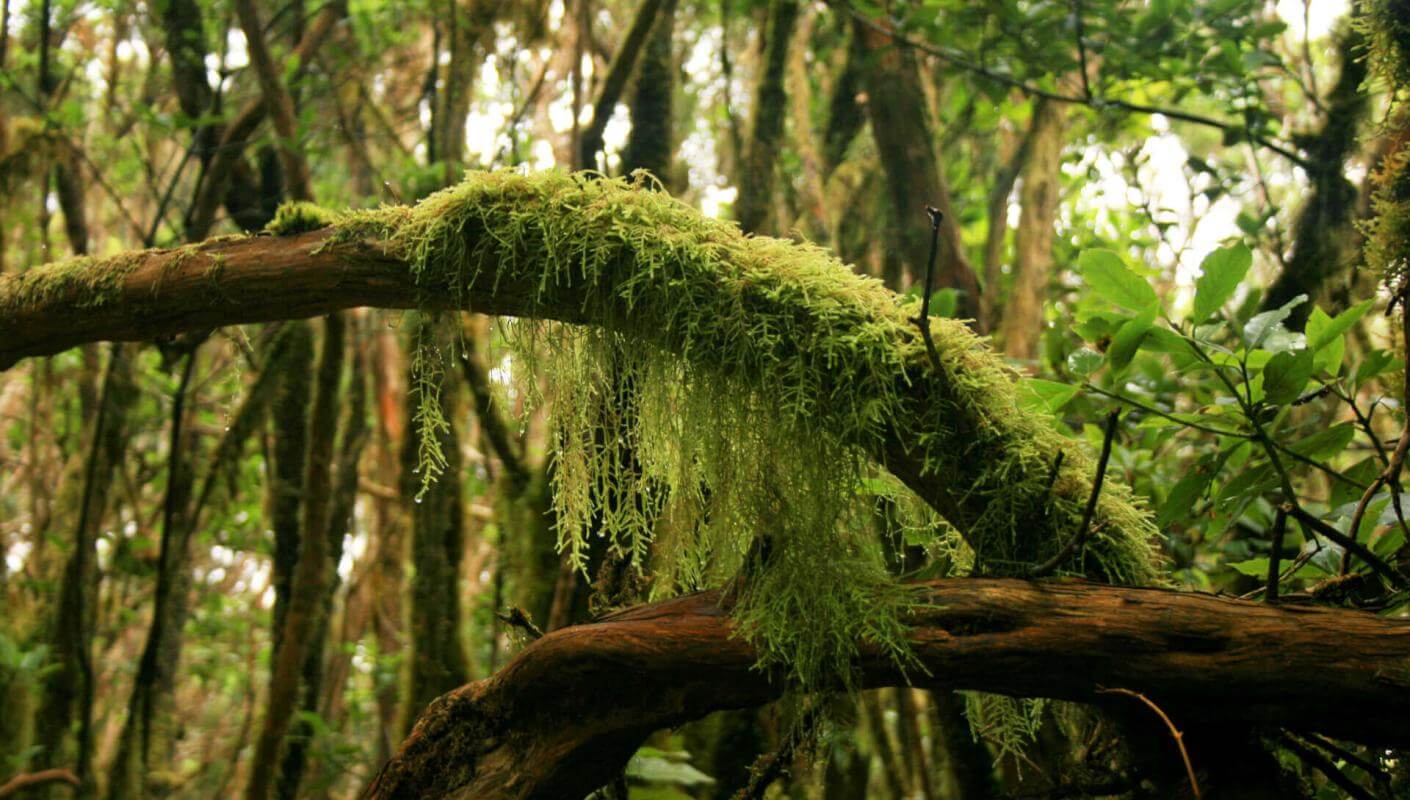 Feuchtwald von Anaga mit moosbewachsenen Baumstämmen, Lianen und dichter Vegetation.