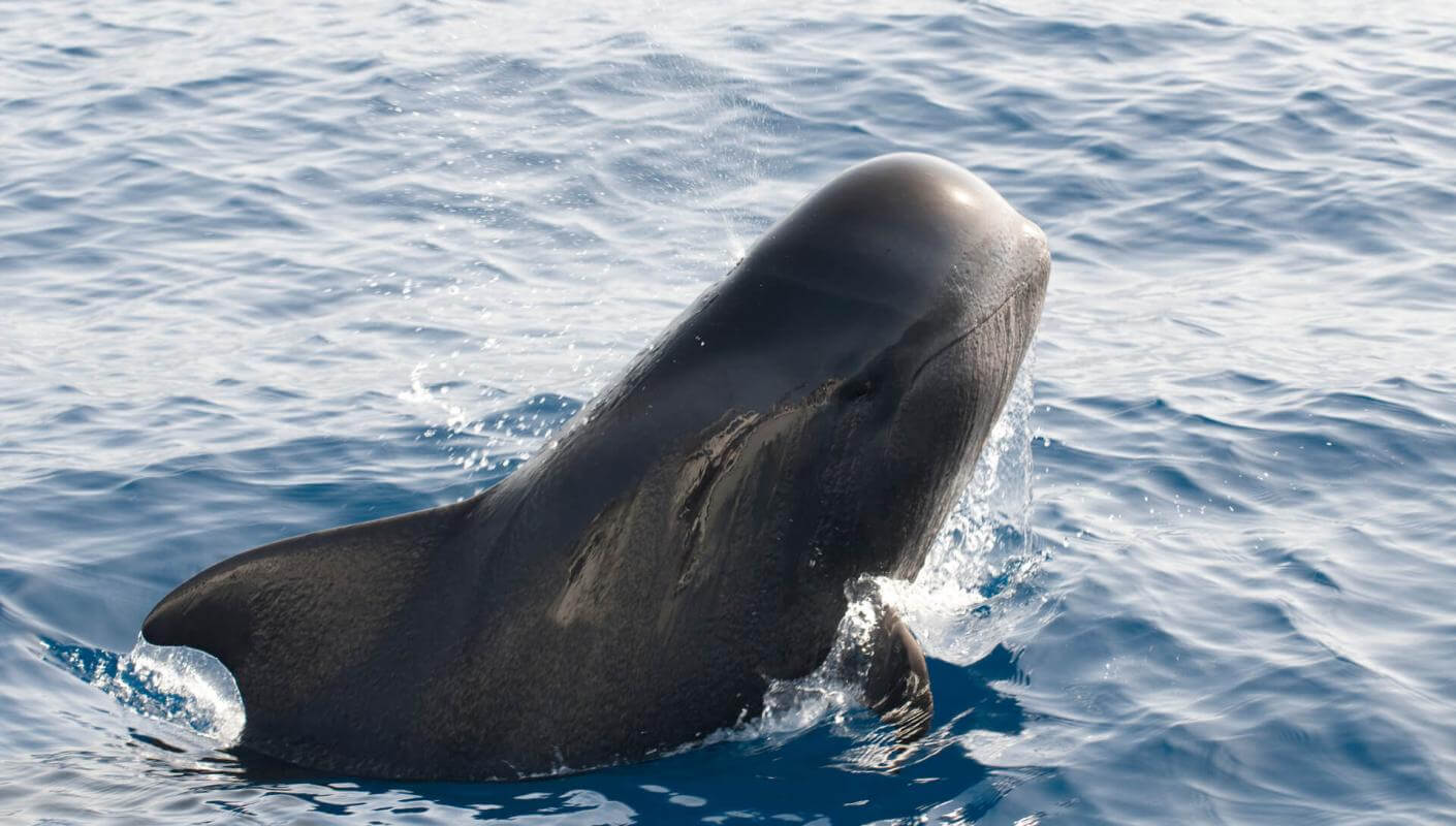 Aus dem Meer auftauchender Calderón gris (tropischer Wal mit großen Flossen).