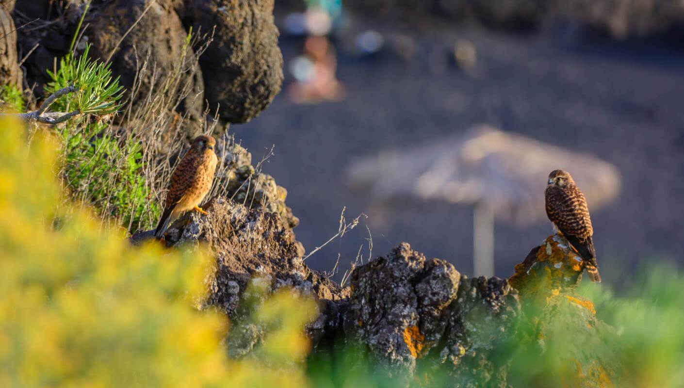 Zwei Vögel sitzen auf Vulkangestein beim Charco Verde, mit unscharfer Vegetation und Strand im Hintergrund.