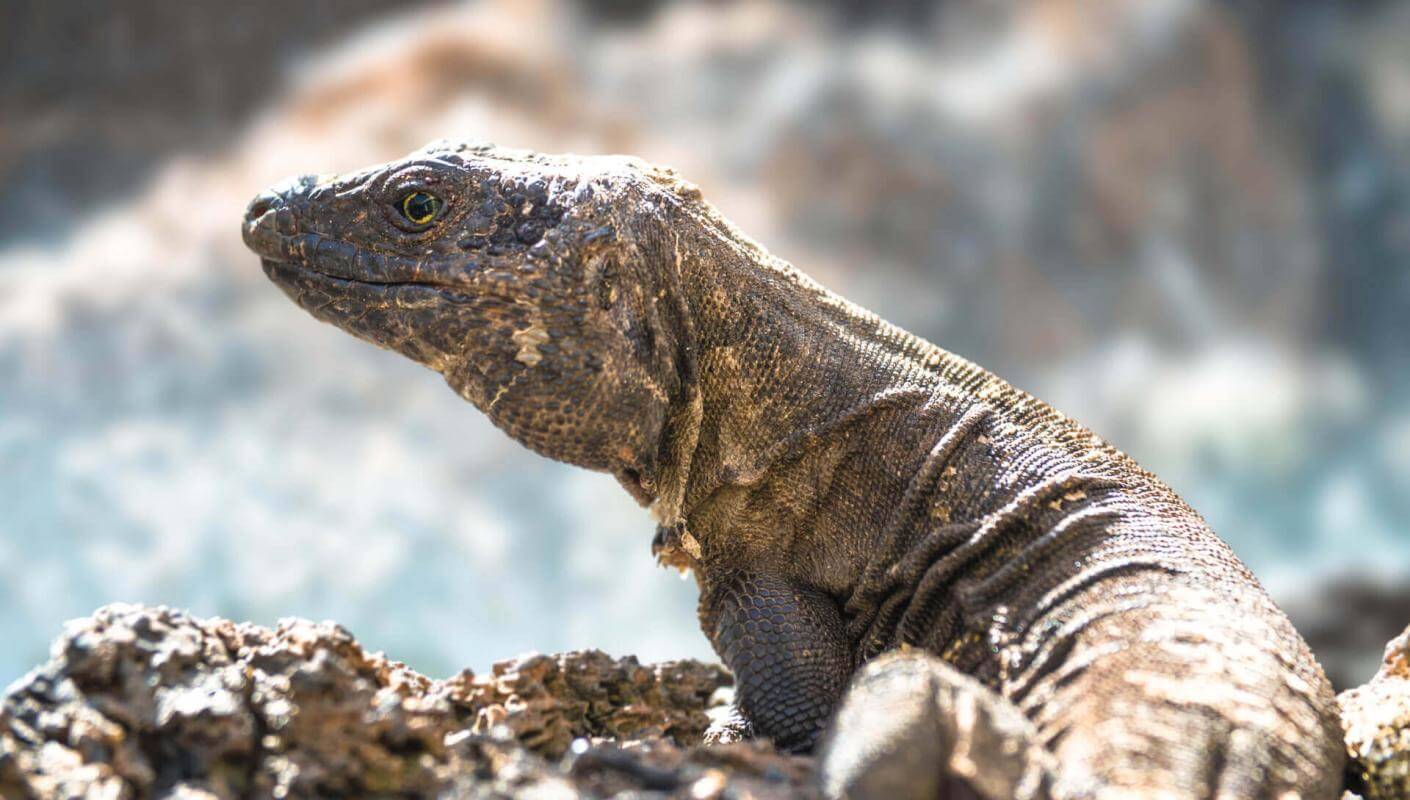 Lagarto gigante (geschützte endemische Eidechse der Kanarischen Inseln) von El Hierro auf Vulkangestein.
