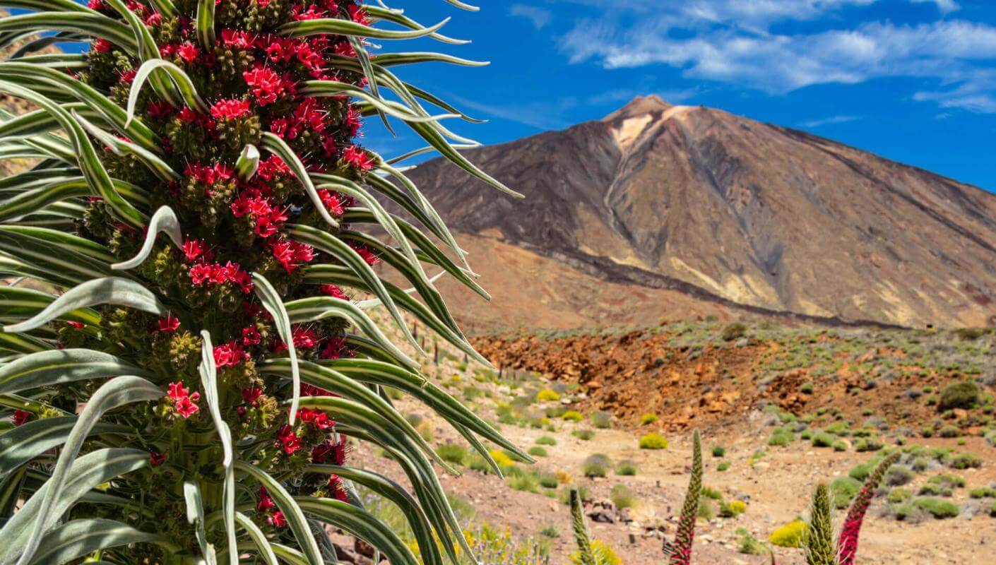 Las Cañadas del Teide: Blühender tajinaste rojo (endemischer Strauch am Teide) und Vulkanlandschaft.