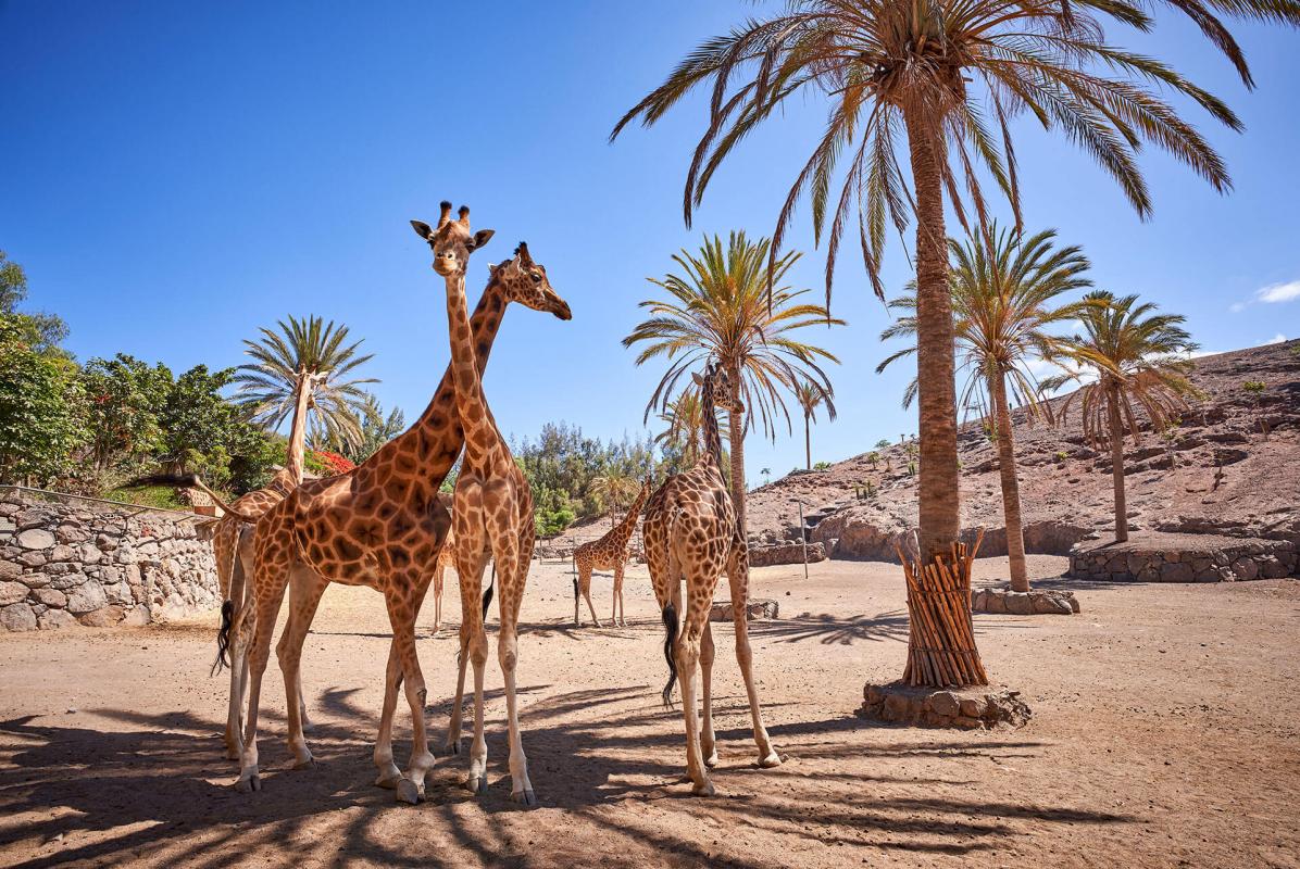 Oasis Park Fuerteventura - galeria1