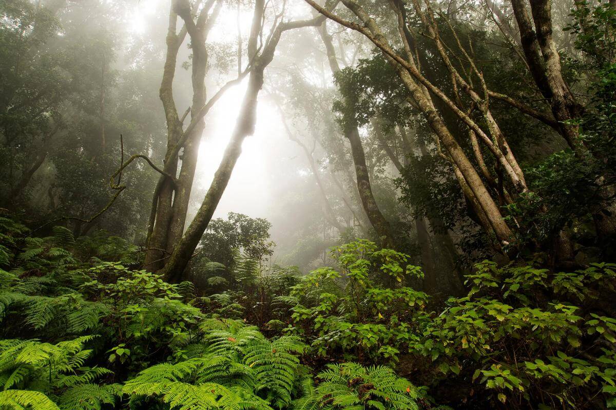 Hermigua, Agulo, Centro de Visitantes Juego de Bolas, El Cedro y Vallehermoso - galeria4