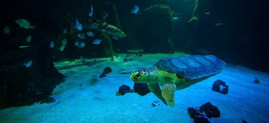 Aquarium Aquarien auf Lanzarote