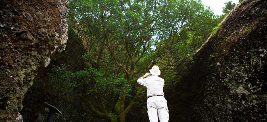 Garoé auf El Hierro