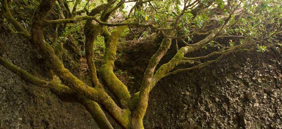 Garoé auf El Hierro