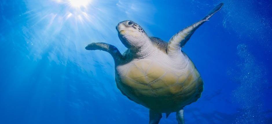 Tauchen in Armeñime auf Teneriffa