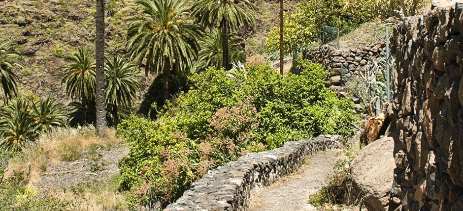 Playa Santiago - Benchijigua + Wanderwege auf La Gomera