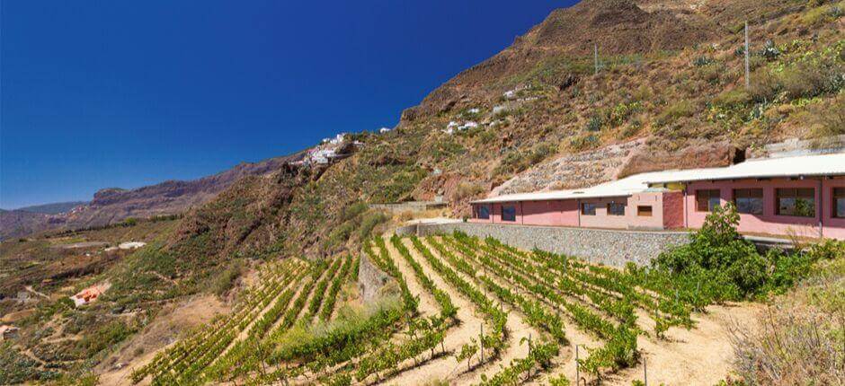 Weingut Bentayga auf Gran Canaria