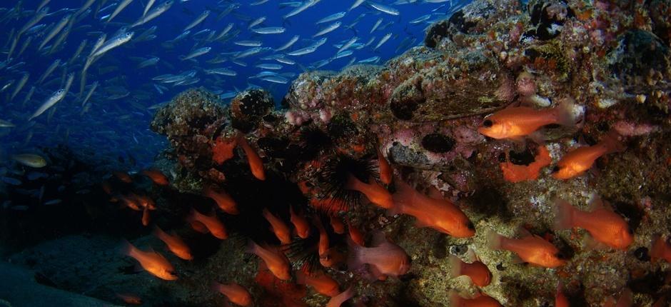 Veril Grande Unterwassersport auf Fuerteventura