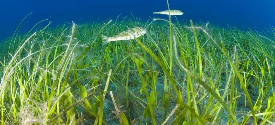 Tauchen in El Jablito Unterwassersport auf Fuerteventura