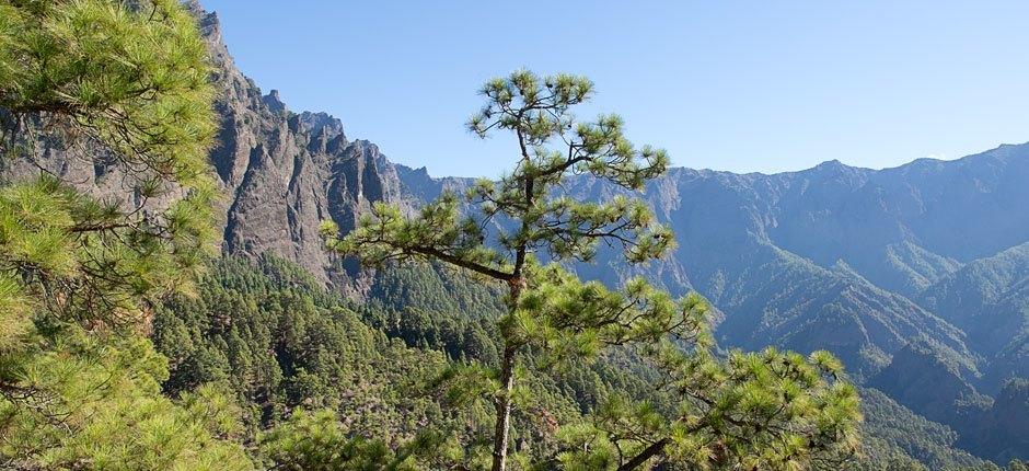 Caldera de Taburiente + Wanderwege auf La Palma