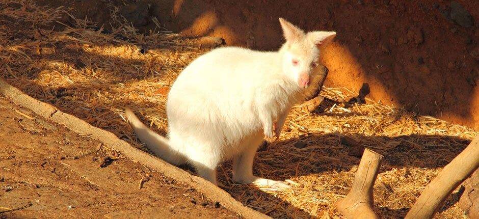 Maroparque Zoos auf La Palma