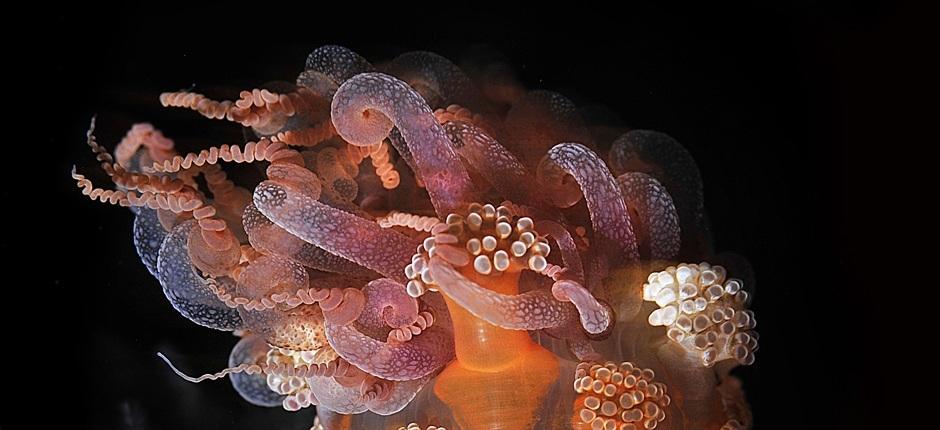 Tauchen im Hafen von La Restinga auf El Hierro