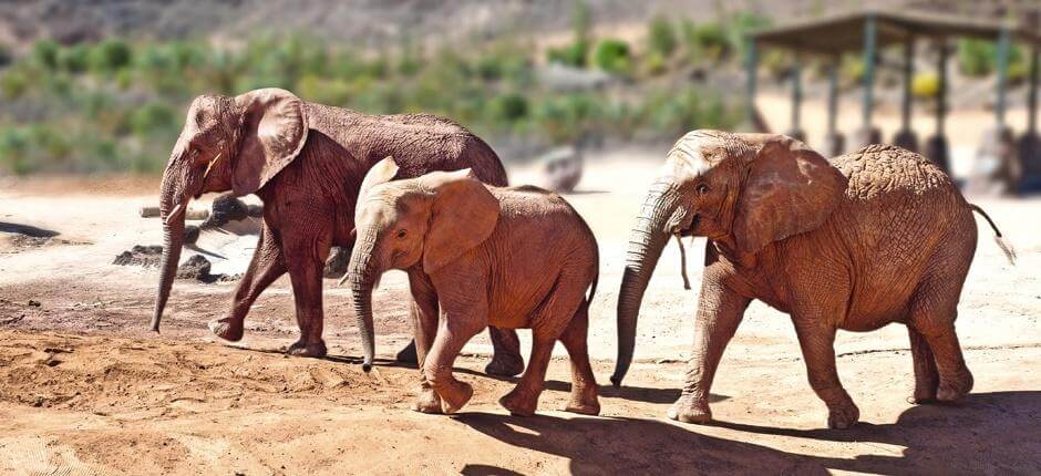 Oasis Park Fuerteventura Zoos auf Fuerteventura