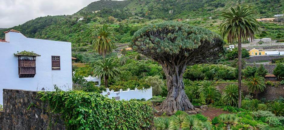 Parque del Drago Milenario Museen und Orte von touristischem Interesse auf Teneriffa