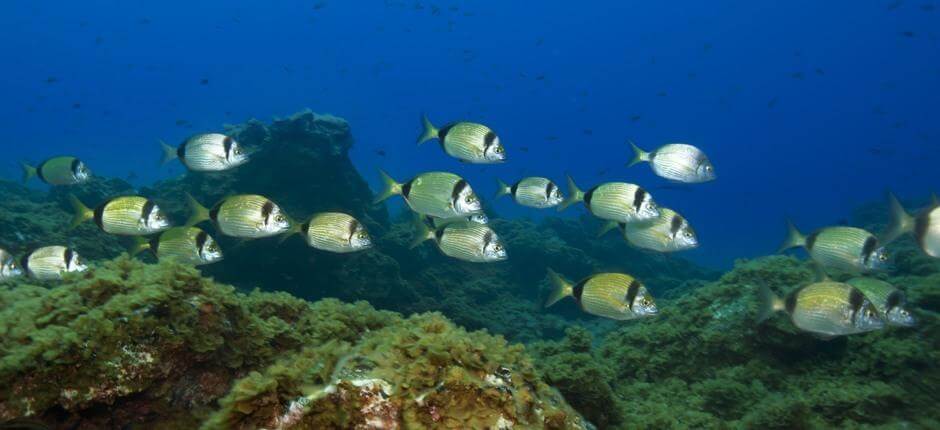 Tauchen in Punta Restinga auf El Hierro