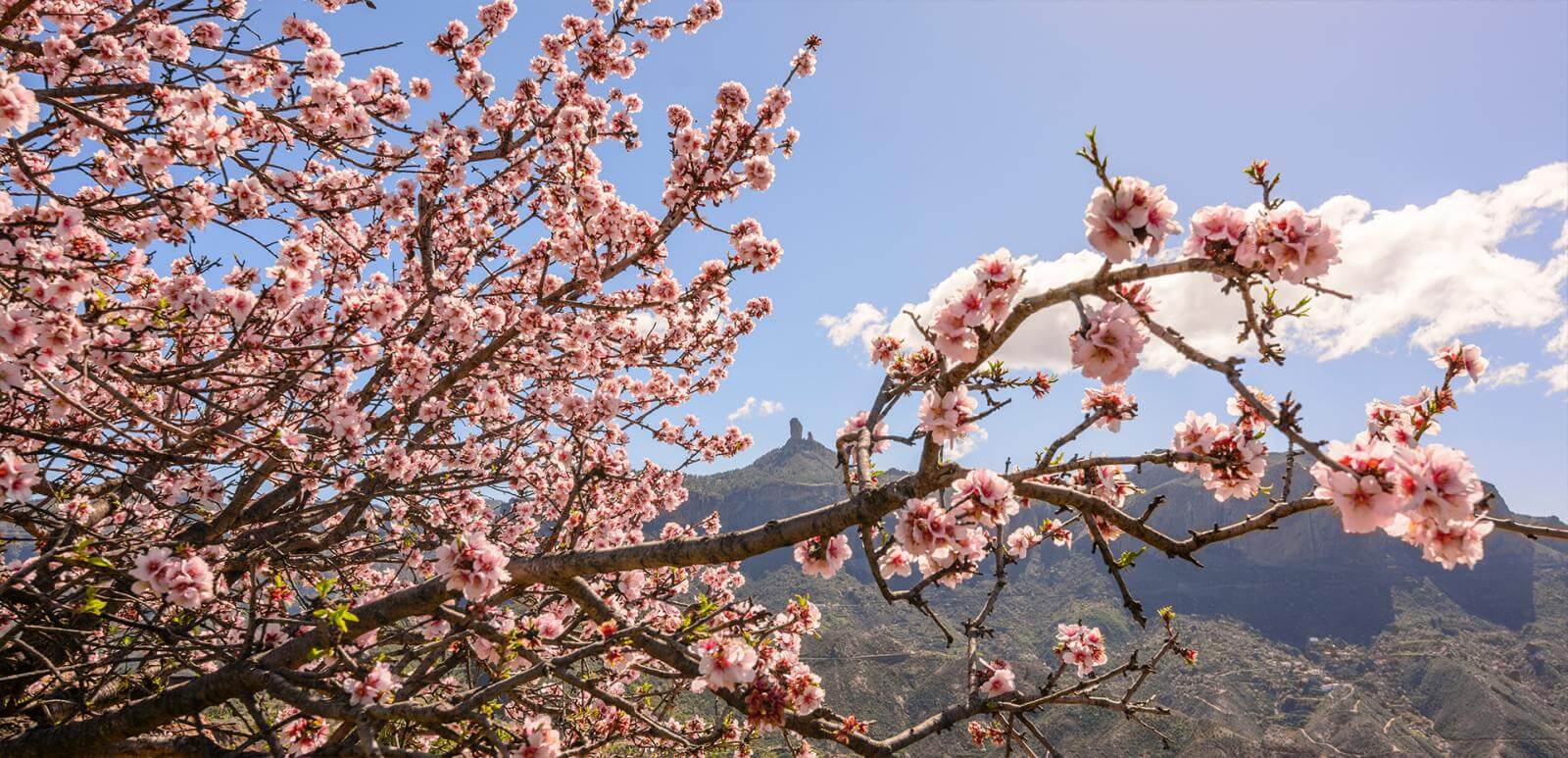 Imagen - Febrero en las IC - Almendro en flor tejeda