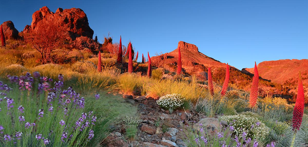 Camino al Teide se puede encontrar tajinaste rojo (solamente en junio), típico de la zona