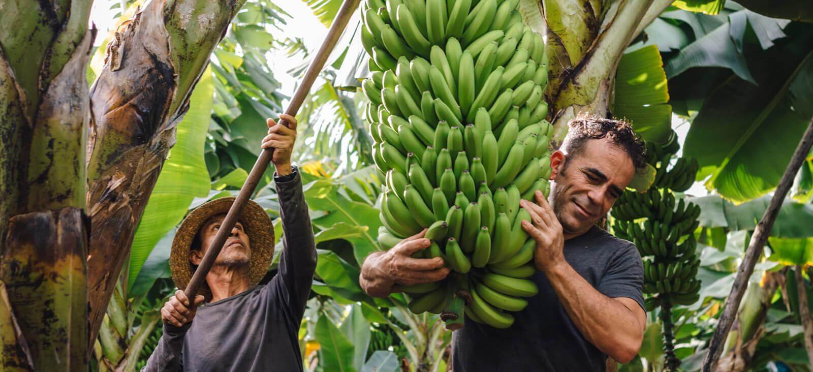 Bananenstauden. La Palma