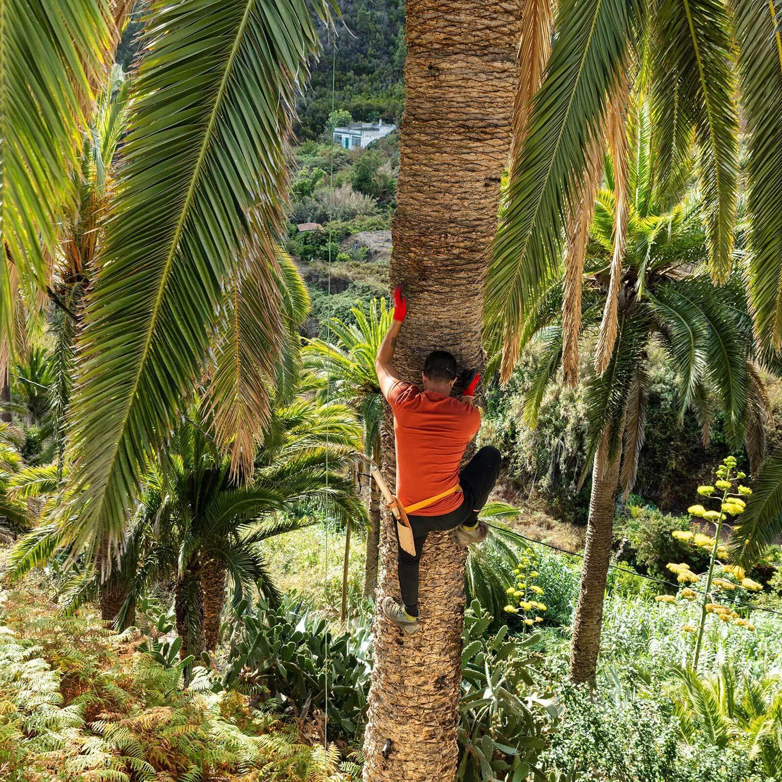 Die Kanarische Dattelpalme. „Palmhonig“