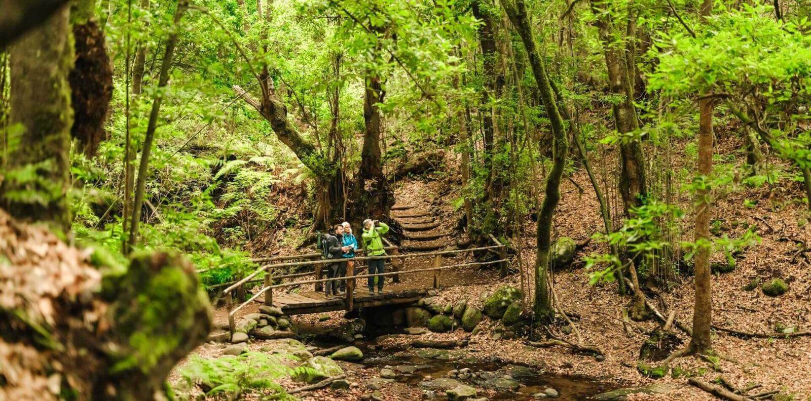 Gruppe beim Wandern im Wald, beim Überqueren einer Brücke über einen Bach im Naturpark Anaga, Tenerife.