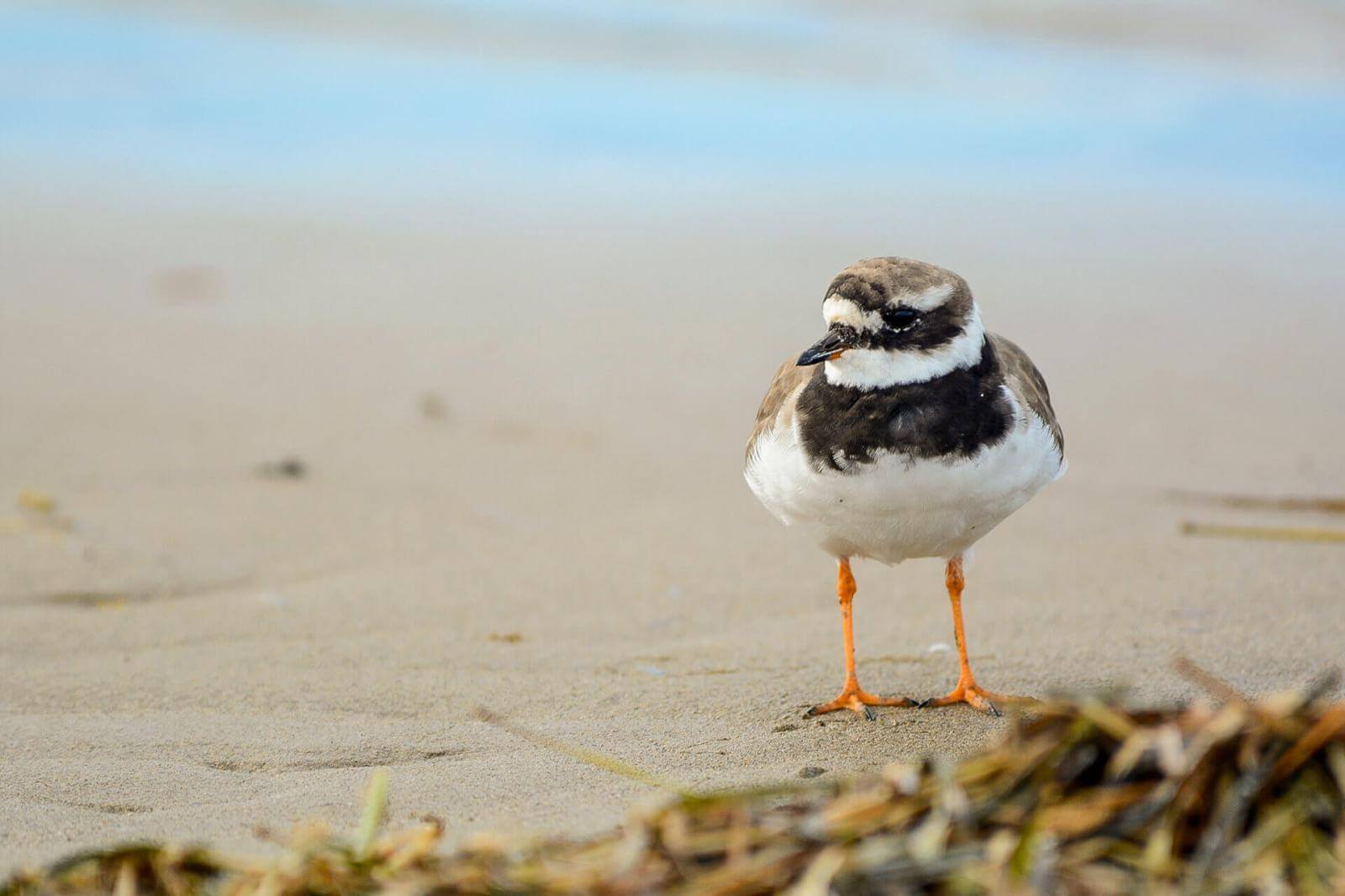 Kleiner Vogel mit orangefarbenen Beinen, braunem Gefieder und weißem Bauch am Strand.